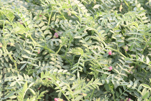 Chickpea plant on farm for harvest