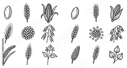 Agriculture icons with corn ear and wheat sketch