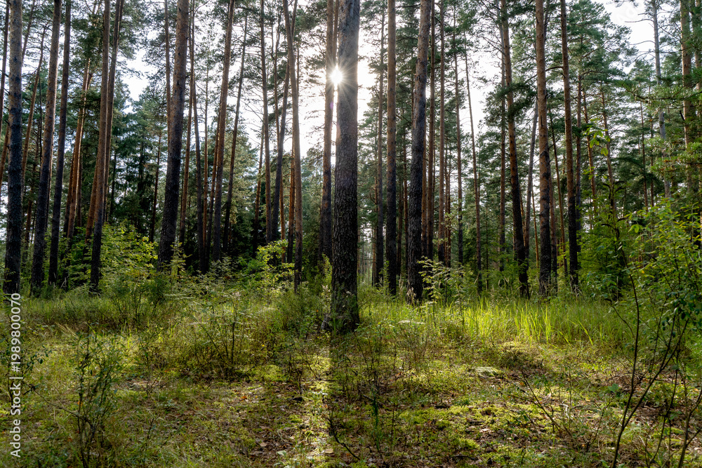 Fototapeta premium Sunlight filters through tall pine trees