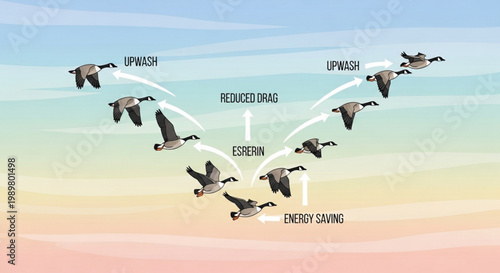Canada geese flying in a V-formation showing aerodynamic upwash and energy saving principles in a scientific educational vector illustration graphic