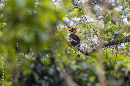 Great hornbill (Buceros bicornis), Male, at Manas National Park, Assam, India