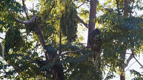 Three black cockatoos sit on branches of a eucalyptus tree while sunlight streams through the leaves in the afternoon.