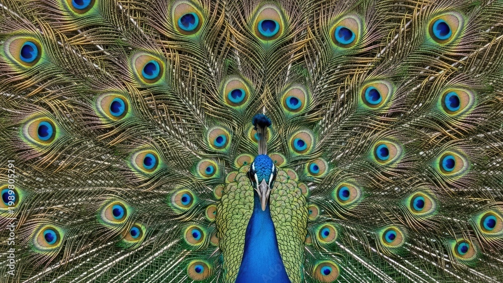 Obraz premium A vibrant peacock spreads its colorful feathers in a stunning display