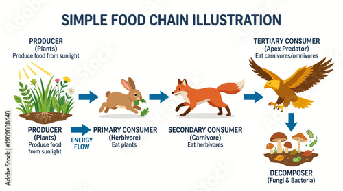 Simple Food Chain Illustration with Producers and Consumers