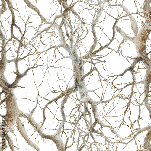 Different shapes of tree branches on a white background showing organic structures and textures of natural forms