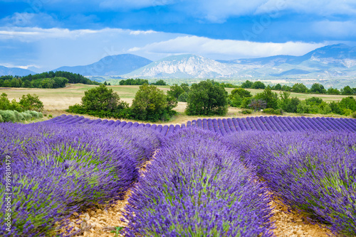 Canvastavla Provence landscape with lavender fields in bloom