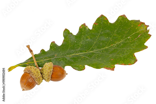 Quadro su tela Swamp White Oak Leaf and Acorn, Quercus bicolor