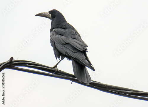 A crow is sitting on a wire