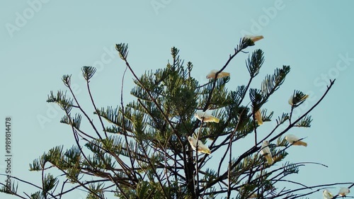 White corellas sit on branches of a green tree while bright sunlight shines in the clear sky above them