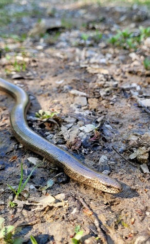 фотографія Slow worm in nature (Anguis fragilis)