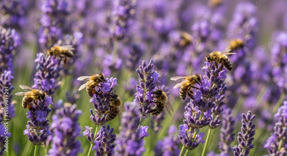 Fototapeta premium Bees Gathering Nectar from Lavender Flowers