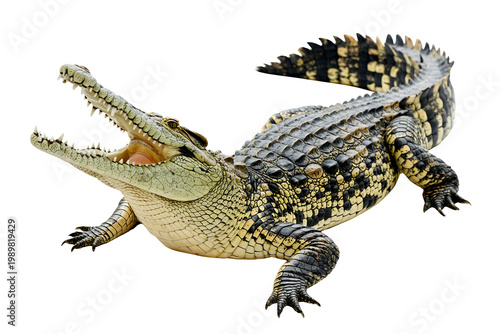 Fotografie A nile crocodile with its mouth open, isolated on a white background, crocodile