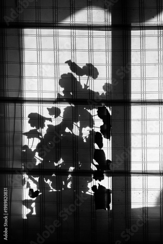 Silhouette of a flowerpot with a plant reflected in a window blind. Black and white photograph
