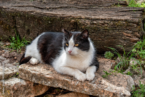 black and white wild cat lying on some stones