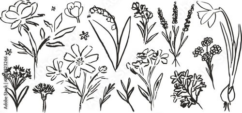 Vintage botanical illustration a collection of wildflowers and foliage