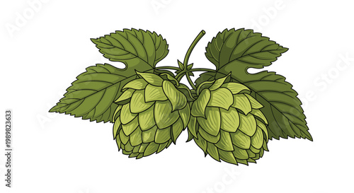Realistic botanical illustration of two green hop cones hanging from a vine with detailed lush green leaves for brewing industry design.