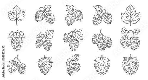 Set of hand drawn common hops humulus lupulus with cones and leaves in vintage engraving style for brewery and beer label design.