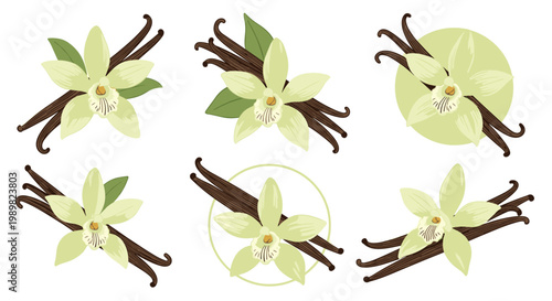 Collection of vanilla flower illustrations featuring delicate white petals, green leaves, and dark brown bean pods in various arrangements.