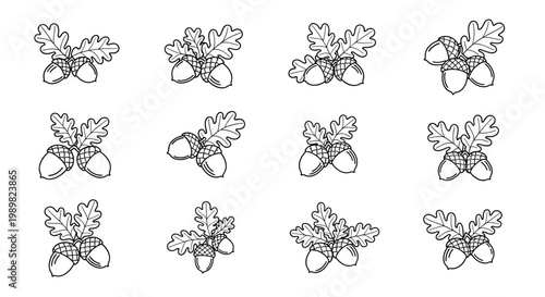 Set of acorn clusters and oak leaves depicted in a classic hand-drawn engraving style, perfect for autumn or nature themes.