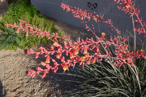 Tableau sur toile Arizona desert native red yucca or Hesperaloe parviflora with fresh growth of bu