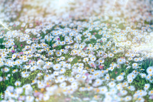 Daisies, a serene meadow filled with delicate daisies, creating a colorful carpet of springtime beauty