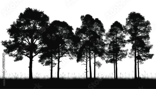 Trees standing in a forest silhouette create a dramatic landscape composition that highlights the natural beauty of a woodland area and provides an atmospheric backdrop for environmental design.
