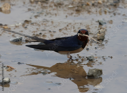 Fényképezés Barn swallow gathering nesting material and straw on a muddy ground with reflection
