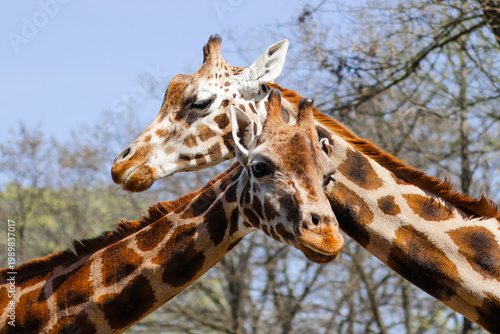 portrait of a giraffe