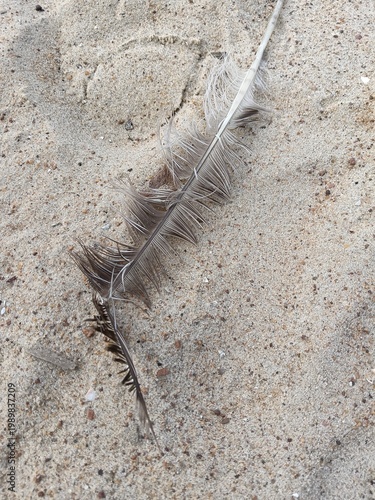 Photograph Showcasing Gentle Feather Partially Buried In Soft Coastal Sand Amidst Calming Shadows