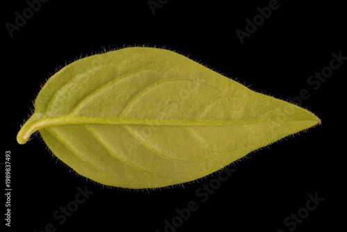 Konstfotografi Petunia (Petunia x atkinsiana). Leaf Closeup