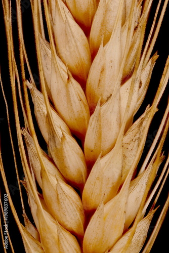 Cuadro en lienzo Rye (Secale cereale). Infructescence Detail Closeup