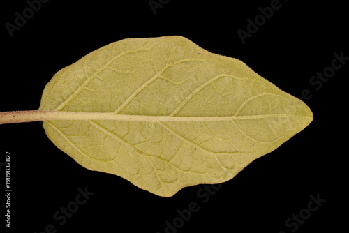 Eggplant (Solanum melongena). Leaf Closeup