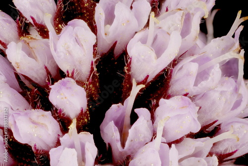 Bilde på lerret Peppermint (Mentha x piperita). Inflorescence Detail Closeup