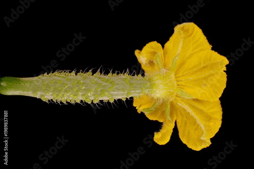 Quadro su tela Cucumber (Cucumis sativus). Female Flower Closeup