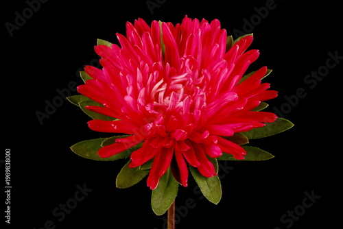 Canvastavla Chinese Aster (Callistephus chinensis)