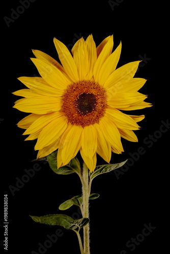 фотографія Common Sunflower (Helianthus annuus). Flowering Capitulum Closeup