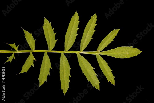 African Marigold (Tagetes erecta). Leaf Closeup