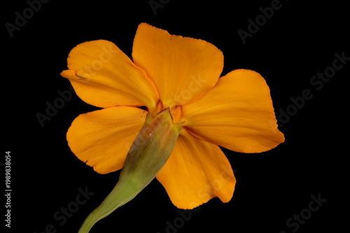 African Marigold (Tagetes erecta). Flowering Capitulum Closeup
