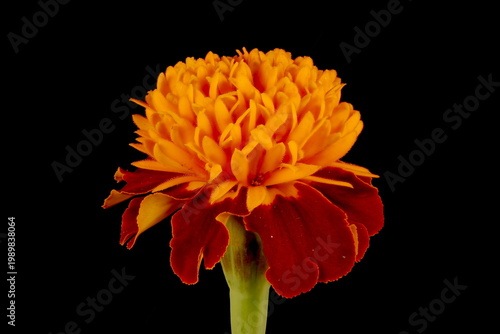 African Marigold (Tagetes erecta). Flowering Capitulum Closeup