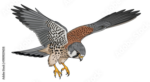 American kestrel in mid-flight, wings spread, preparing to land or strike, depicted with intricate feather details on white.