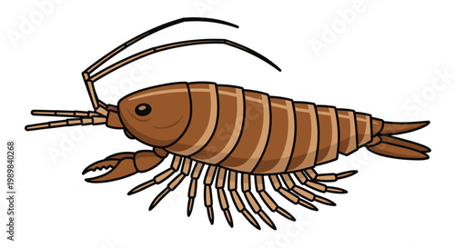 Detailed illustration of a marine isopod or sea louse, featuring its segmented body and multiple legs, on a white background.
