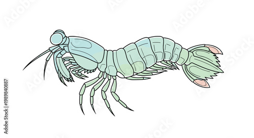 Colorful mantis shrimp, known for its powerful claws, depicted in a vibrant, stylized illustration against a crisp white background.