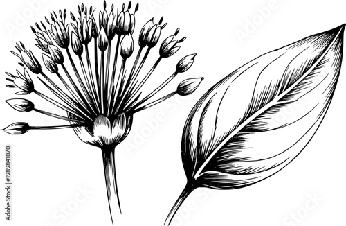 Black and white line of allium flower head and leaf white background