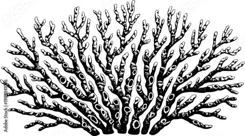 Black and white of a branching coral or sea fan with circular pores marine ocean