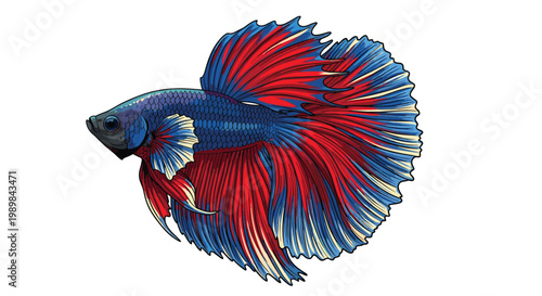 Stunning Siamese fighting fish (Betta fish) with magnificent flowing fins in vibrant red and blue, depicted in a detailed illustration on white.