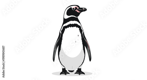 Magellanic penguin standing upright, featuring its distinctive black and white plumage with a unique stripe pattern, on white.