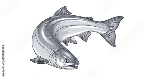 Dynamic illustration of a jumping salmon fish, showcasing its powerful muscular body and silver scales, isolated on a white background.