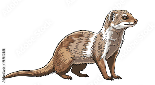 Slender mongoose standing alertly, showcasing its brown and white striped fur, depicted in a detailed illustration on a white background.