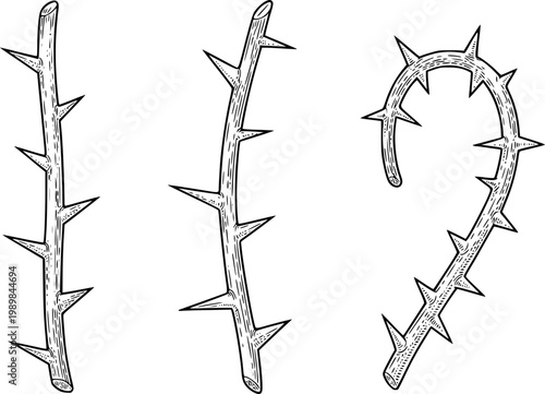 Black and white of thorny branches, curved, white background, plant nature sharp