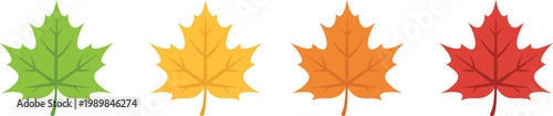 Fotografie Four maple leaves in a row showing seasonal color transition from light green to